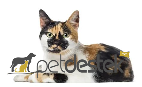 Amerikan Polidaktil Kedi Irkı Özellikleri, Karakteri, Bakımı ve Beslenmesi