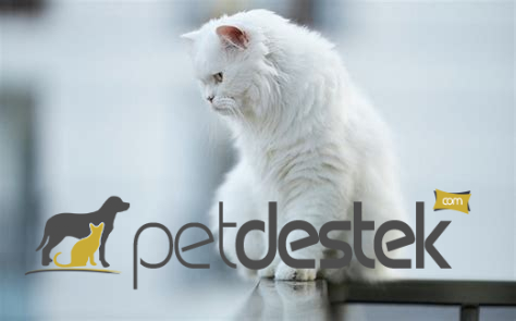 Beyaz Kedi İsimleri: Birbirinden Güzel Kedi İsimleri