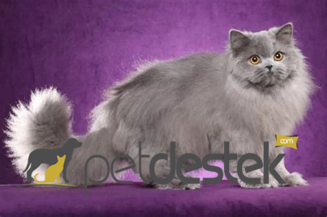 British Longhair Kedi Irkı Özellikleri, Karakteri, Bakımı ve Beslenmesi