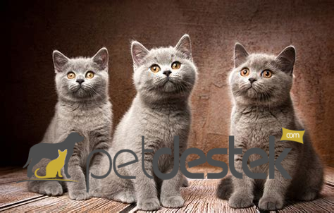 British Shorthair Kedi İsimleri: Dişi ve Erkek Kedi İsimleri