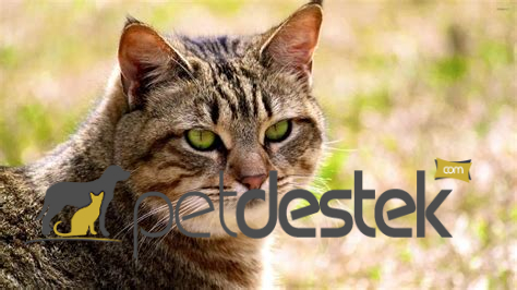 California Spangled Kedi Irkı Özellikleri, Karakteri, Bakımı ve Beslenmesi