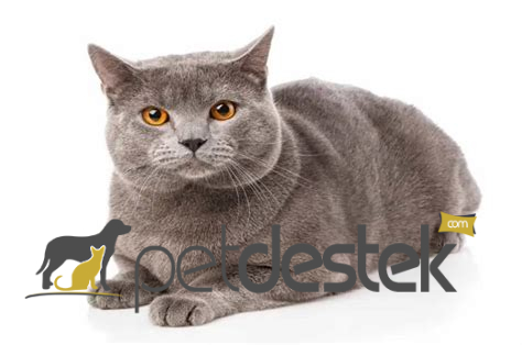 Chartreux Kedi Irkı Özellikleri, Karakteri, Bakımı ve Beslenmesi