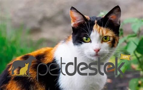 Calico Kedi Irkı Özellikleri, Karakteri, Bakımı ve Beslenmesi