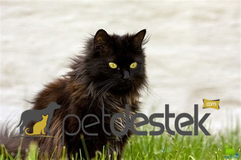 Chantilly Kedi Irkı Özellikleri, Karakteri, Bakımı ve Beslenmesi