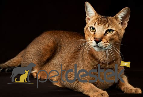 Chausie Kedi Irkı Özellikleri, Karakteri, Bakımı ve Beslenmesi