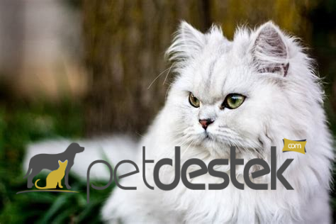Chinchilla Kedi Irkı Özellikleri, Karakteri, Bakımı ve Beslenmesi