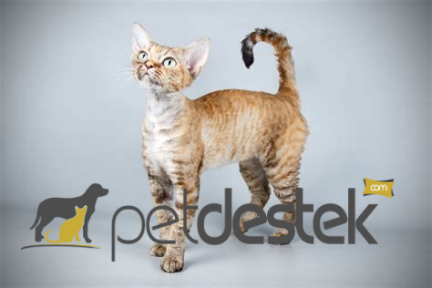 Devon Rex Kedi Irkı Özellikleri, Karakteri, Bakımı ve Beslenmesi