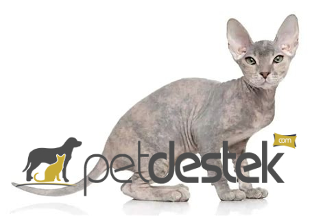 Donskoy Kedi Irkı Özellikleri, Karakteri, Bakımı ve Beslenmesi