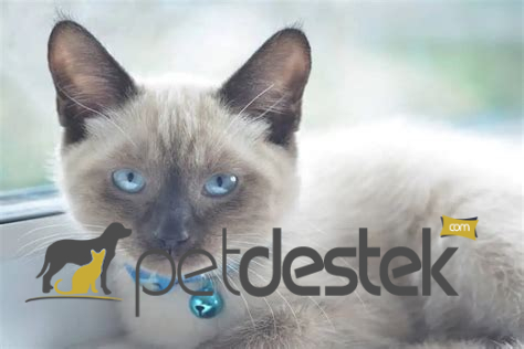 Colorpoint Shorthair Kedi Irkı Özellikleri, Karakteri, Bakımı ve Beslenmesi