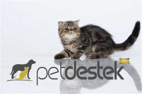 Foldex Kedi Irkı Özellikleri, Karakteri, Bakımı ve Beslenmesi
