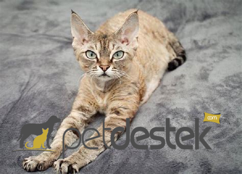 German Rex Kedi Irkı Özellikleri, Karakteri, Bakımı ve Beslenmesi