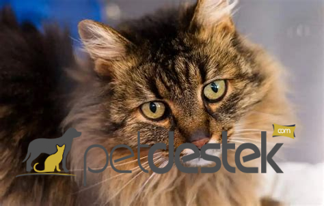 Domestic Longhair Kedi Irkı Özellikleri, Karakteri, Bakımı ve Beslenmesi