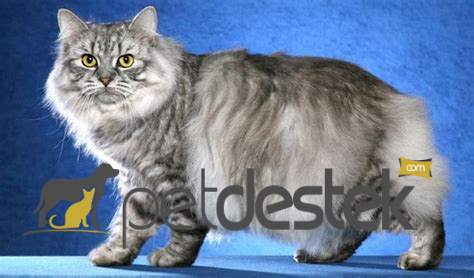 Cymric Kedi Irkı Özellikleri, Karakteri, Bakımı ve Beslenmesi