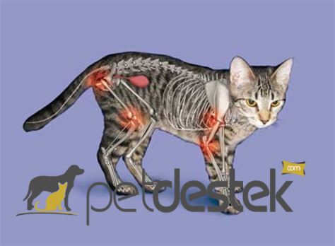 Kedilerde Artrit Eklem Ağrısı Belirtileri