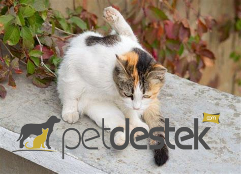 Kedilerde Anal Kese Hastalığı, Belirtileri ve Tedavileri