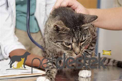 Kedilerde Addison Hastalığı Nedir?