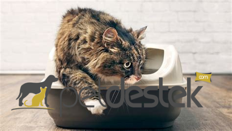 İstenmeyen Kedi Tuvaleti Kokusu İçin Yapılması Gerekenler