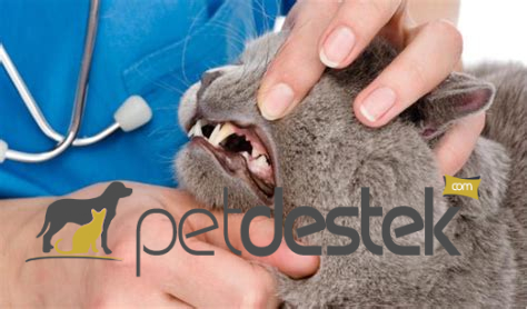 Kedilerde Diş Eti Rahatsızlıkları Nelerdir?