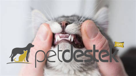 Kedilerde Diş Çıkarma Durumunda Ne Yapılır?