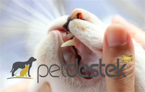 Kedilerde Diş Eti İltihabı Belirtileri ve Tedavileri