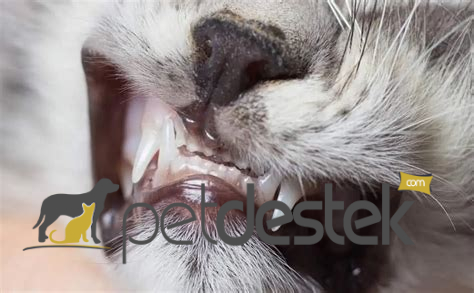 Kedilerde Diş Dökülmesi Nedenleri Nelerdir?