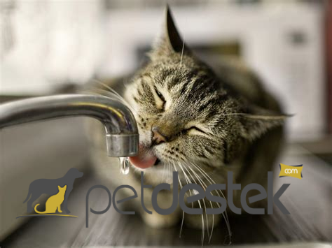 Kedilerde Günlük Su Tüketimi Ne Kadar Olmalıdır?