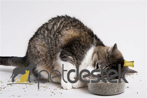Kedilerde İştahsızlık Nedenleri ve Tedavisi