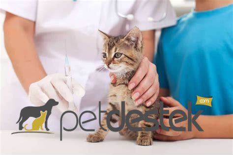 Kedilerde Lösemi Aşısı Ne Zaman Yapılır ve Ne İşe Yarar?