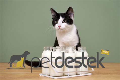 Kedilere Süt Verilir Mi? Kediler İçin Süt Sağlıklı Mı?
