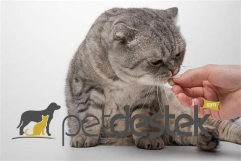 Kedilerde Probiyotik Kullanımı Dikkat Etmeniz Gerekenler