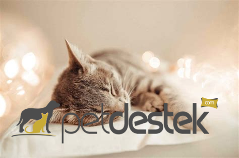 Kedilerin Rahat Uyumaları İçin Yapılacaklar Nelerdir?