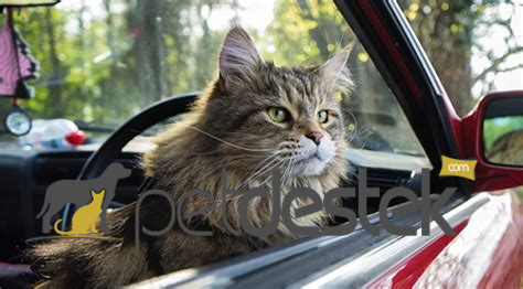 Kediyle Araba Yolculuğu Nasıl Yapılır