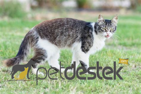 Kıbrıs Kedisi Kedi Irkı Özellikleri, Karakteri, Bakımı ve Beslenmesi