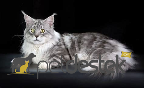Laperm Kedi Irkı Özellikleri, Karakteri, Bakımı ve Beslenmesi