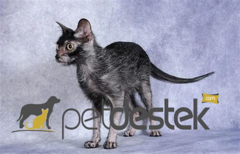 Lykoi Kedi Irkı Özellikleri, Karakteri, Bakımı ve Beslenmesi