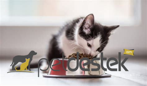 Kedinin Az Yemek Yemesi Sebepleri Nelerdir?