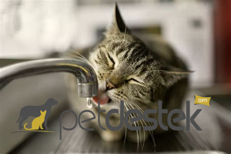 Kedilerin Günlük Su İhtiyacı Ne Kadar?