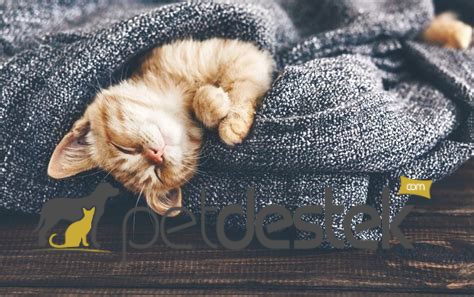 Yavru Kedi Uyku Miktarı Ne Kadardır?