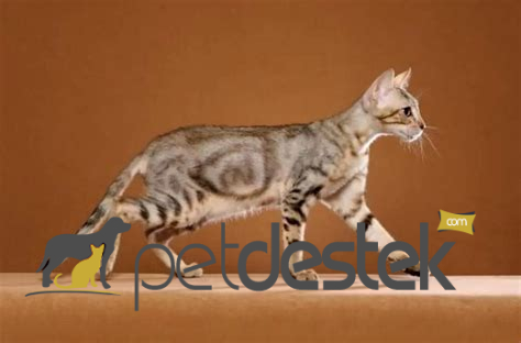 Sokoke Kedi Irkı Özellikleri, Karakteri, Bakımı ve Beslenmesi
