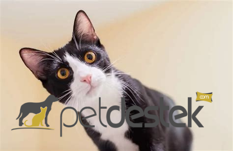 Tuxedo Kedi Irkı Özellikleri, Karakteri, Bakımı ve Beslenmesi
