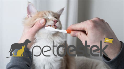 Yavru Kedilerde Diş Bakımı Nasıl Yapılır?