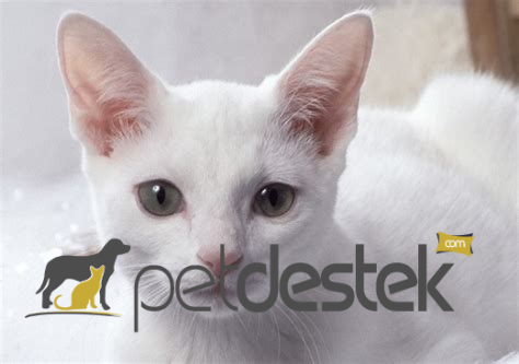 Russian White Kedi Irkı Özellikleri, Karakteri, Bakımı ve Beslenmesi