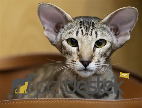 Oriental Bicolor Kedi Irkı Özellikleri, Karakteri, Bakımı ve Beslenmesi