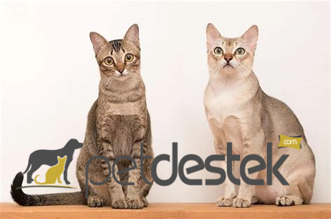 Singapura Kedi Irkı Özellikleri, Karakteri, Bakımı ve Beslenmesi