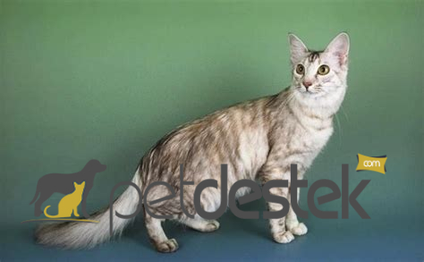Oriental Longhair Kedi Irkı Özellikleri, Karakteri, Bakımı ve Beslenmesi