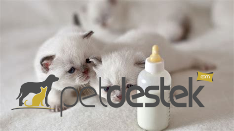 Yavru Kedilerde Süt Tozu Kullanımı ve Faydaları