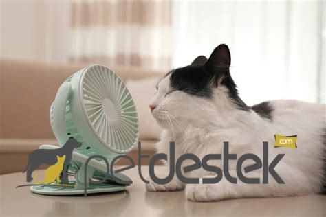 Sıcak Havalarda Kedi Serinletme Yolları