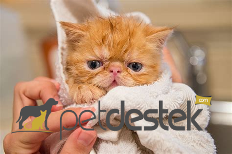 Yavru Kediler Banyo Yaptırılır mı? Yavru Kedi Nasıl Yıkanır?