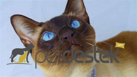 Tonkinese Kedi Irkı Özellikleri, Karakteri, Bakımı ve Beslenmesi