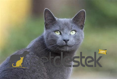 Russian Blue Kedi Irkı Özellikleri, Karakteri, Bakımı ve Beslenmesi